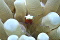   Mushroom Coral Shrimp Cuapetes kororensis  